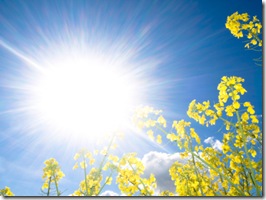 Rapeseed field at spring