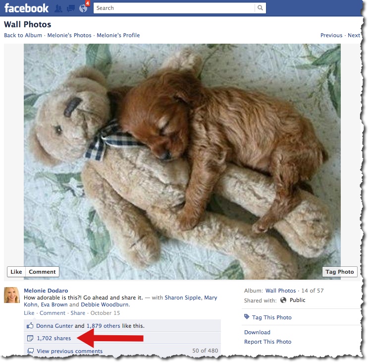 Puppy and Teddy Bear - Facebook Post