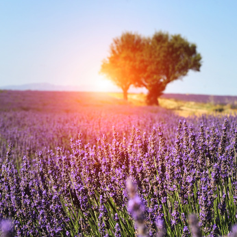 Abundant lavender field in Provence, France