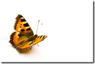Social media is part of the butterfly effect.